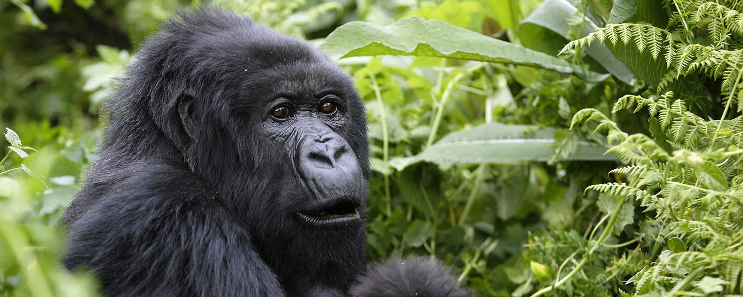 Gorilla Safaris in Democratic Republic of Congo