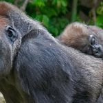 Lowland Gorillas in Kahuzi Biega National Park
