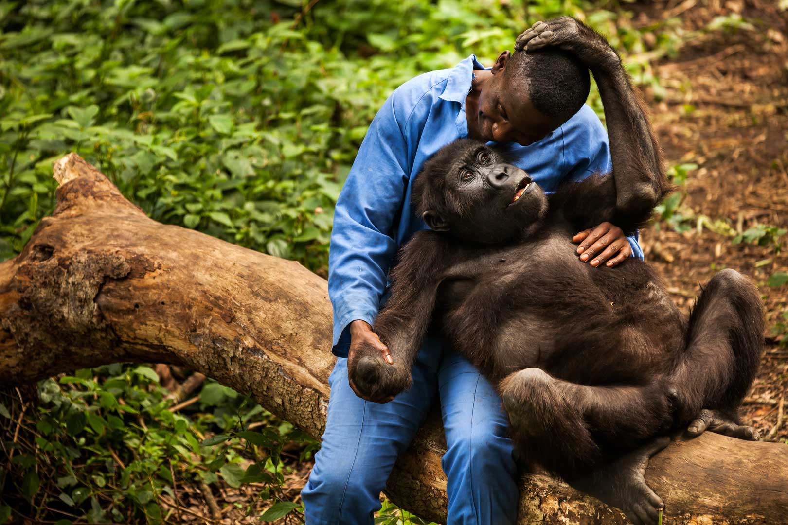 Congo Gorilla Safari