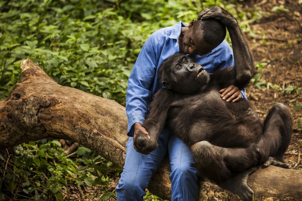 Congo Gorilla Tours