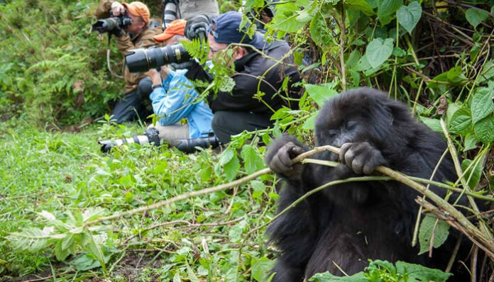 Luxury Gorilla Safaris